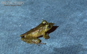 Media type: image;   Herpetology A-91885 Description: Photo of animal in life, taken in the field by Dr. Kenneth Ichiro Miyata. A slide of the photo was scanned in 2012 by Melissa Wooley.;  Aspect: lateral